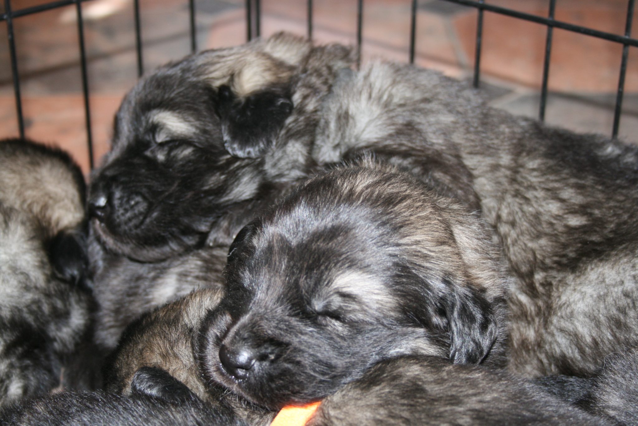 Puppies Shar Mountain Kennels