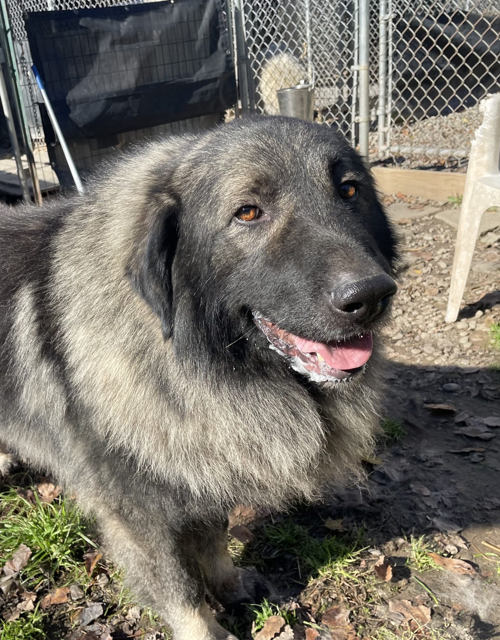 Mecava Shar Mountain Kennels